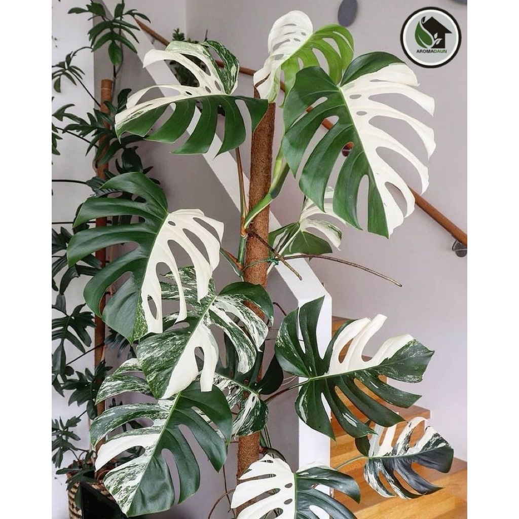 Tanaman Hias Monstera Varigata / Tanaman Hias Monstera Varigata
