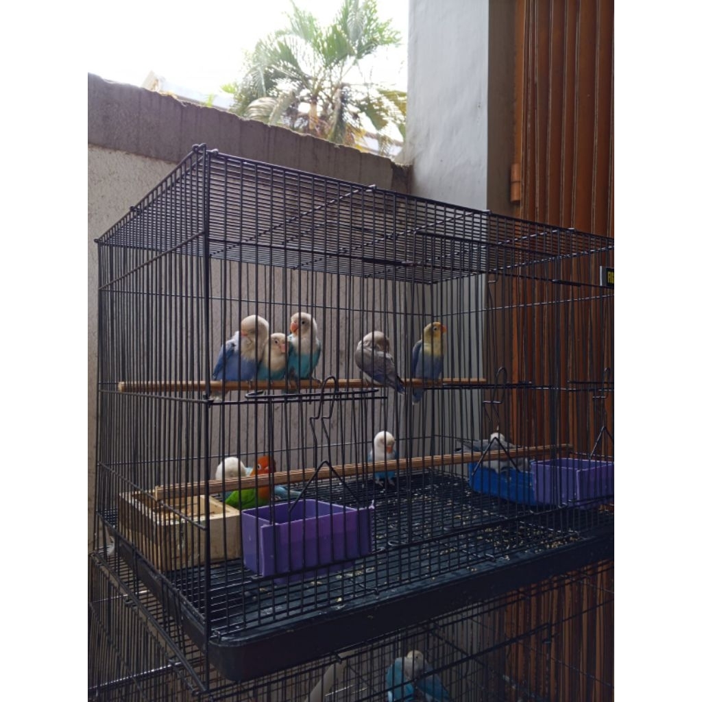 1 DUS SANGKAR KOTAK UMBARAN LOVEBIRD