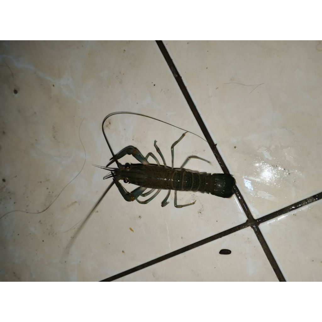 lobster Air Tawar