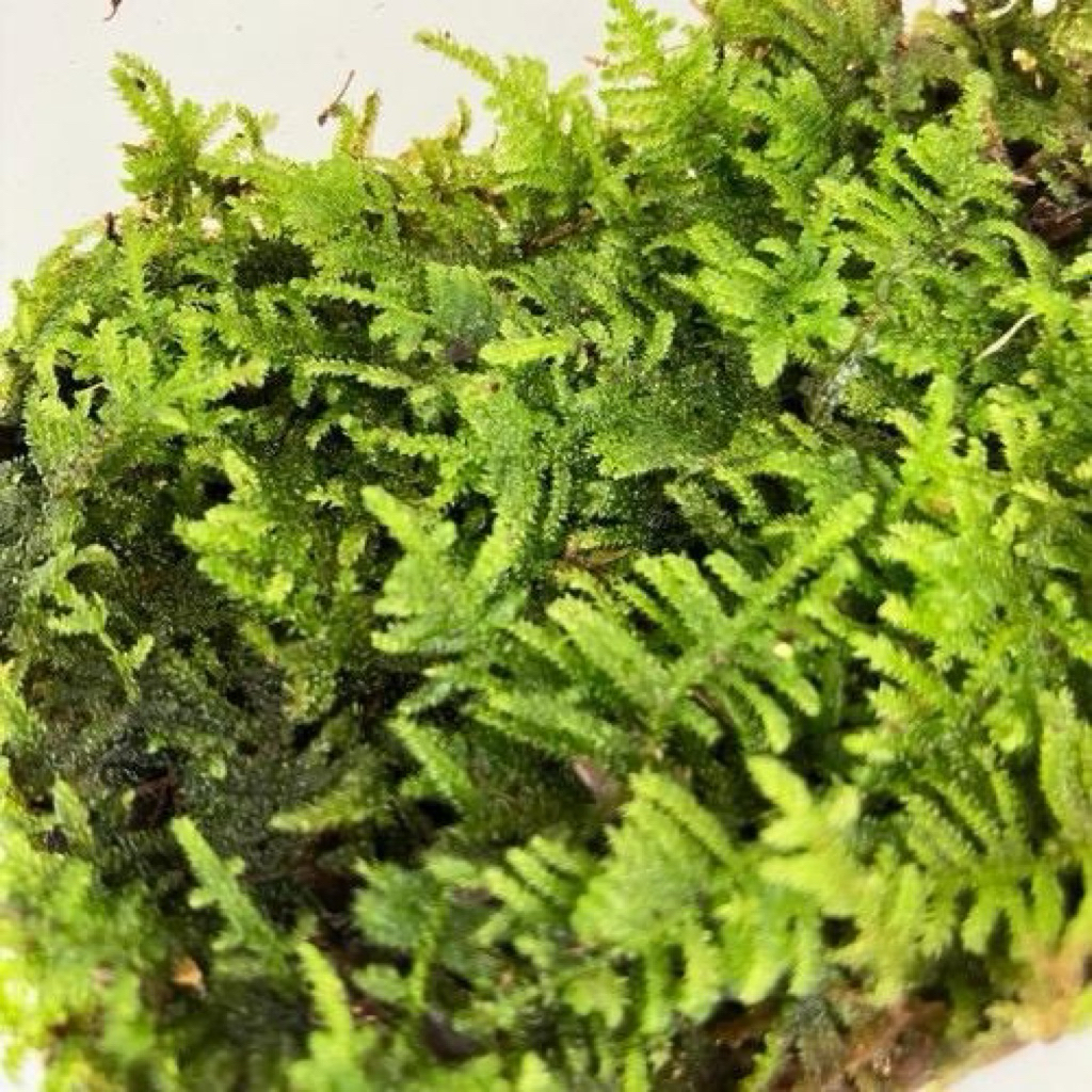 Taxiphyllum barbieri 'Java moss/ Common Java Moss / Moss darat