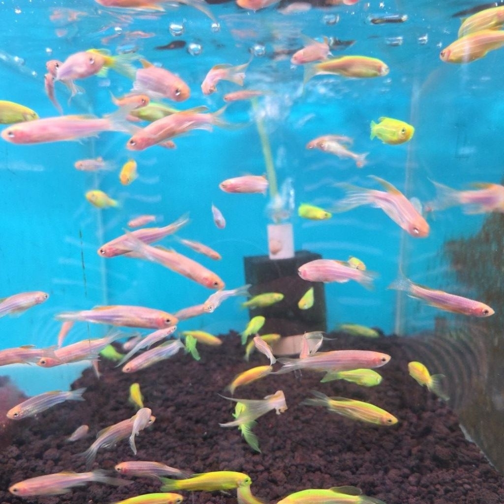 ikan zebra danio slayer hijau dan biru