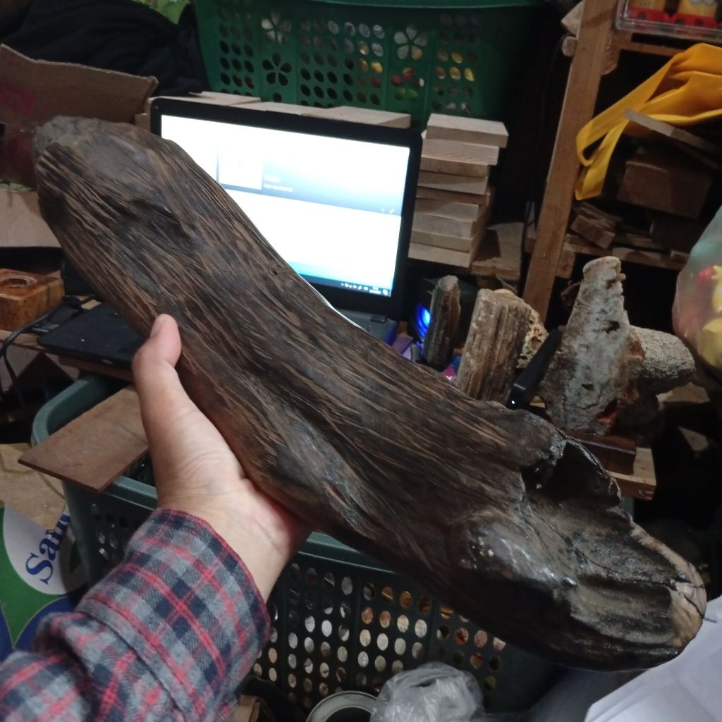 kayu gaharu galih ramin tanggelam unik untuk koleksi