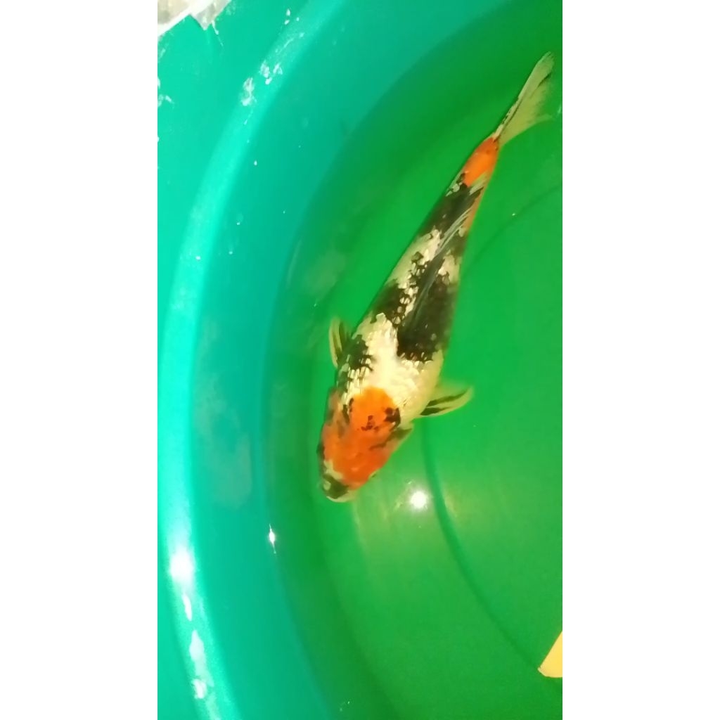 Ikan koi jenis Showa Ginrin 36cm