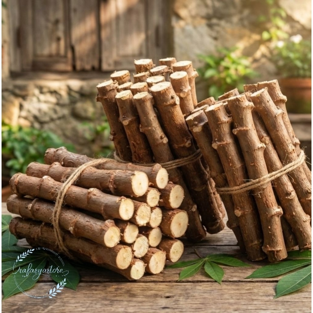 Bibit Batang Singkong Keju/10 Batang  Bibit Singkong Keju Kuning