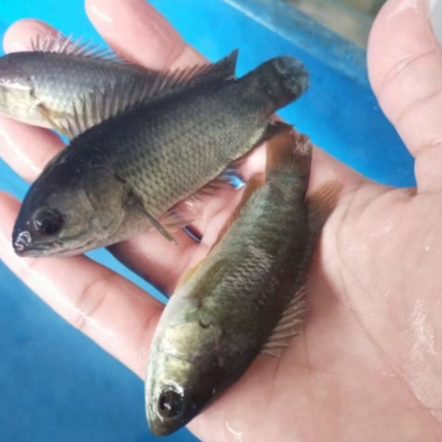 Bibit ikan betok / betok papuyu tahan hidup lama bibit ikan berkwalitas