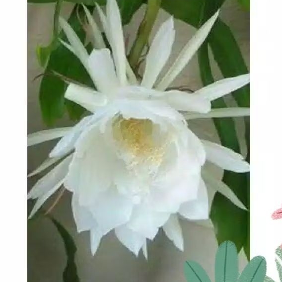 Paket 3 polybag Tanaman hias gantung wijya Kusuma - pohon wijaya kusuma bunga putih