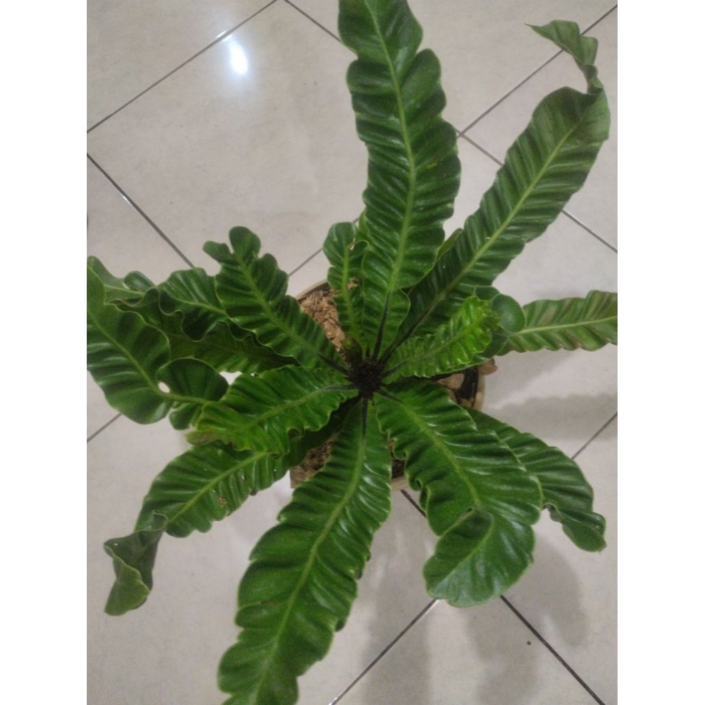 tanaman hias kadaka lasagna ukuran dewasa rimbun