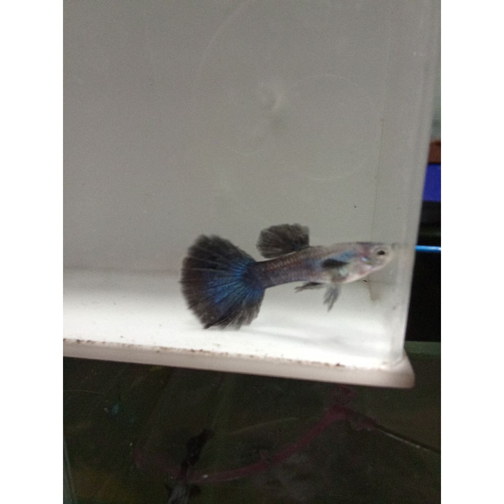 AhNa Guppy Farm - Guppy blue diamond HM