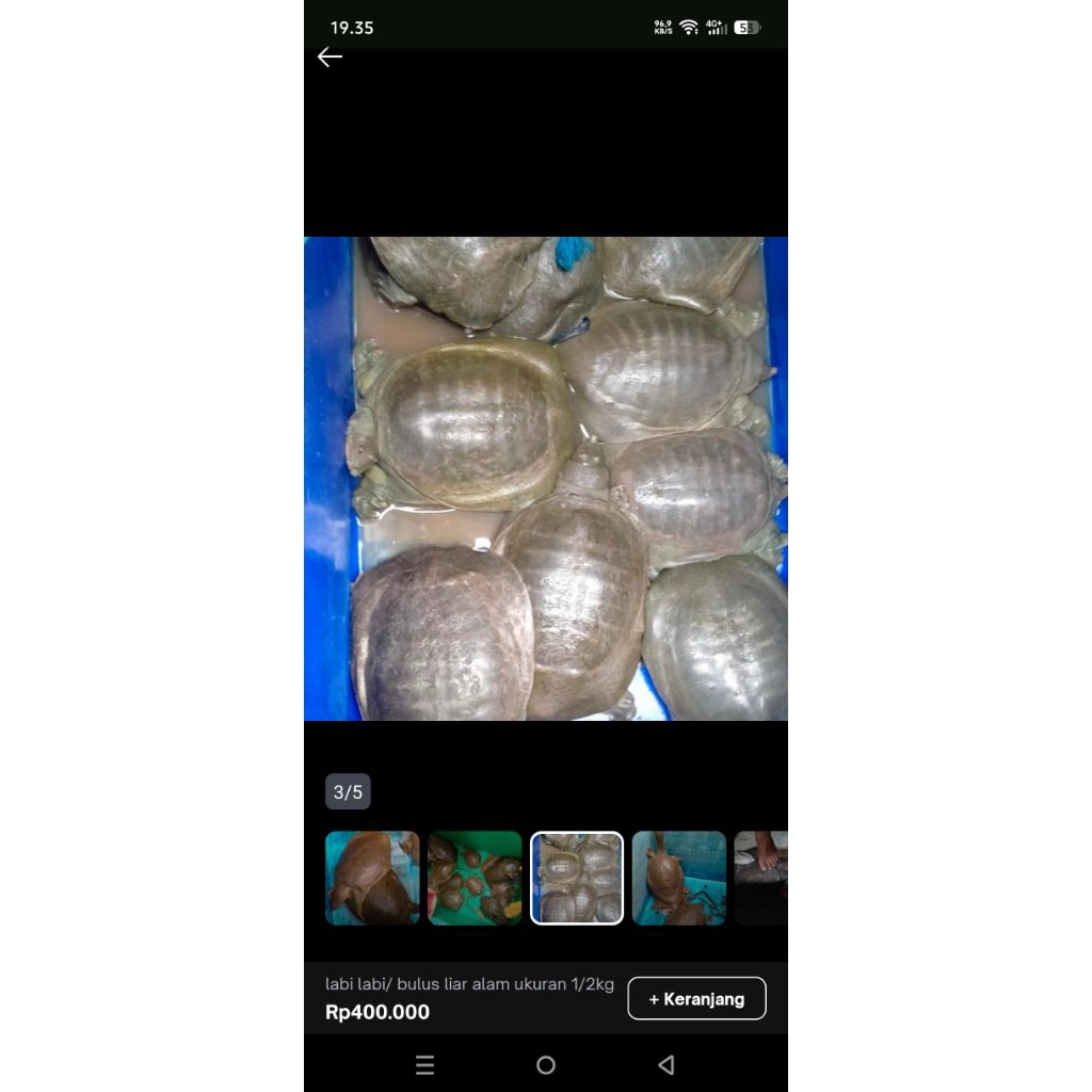 LABI -LABI /BULUS PER KILO HIDUP