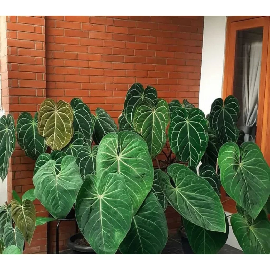 Kuping gajah Cristalinum Daun Besar