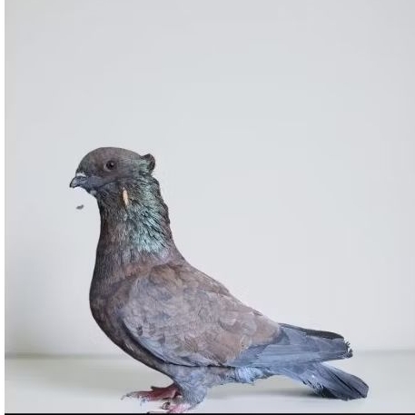 merpati jantan endemik krei - getakan krei