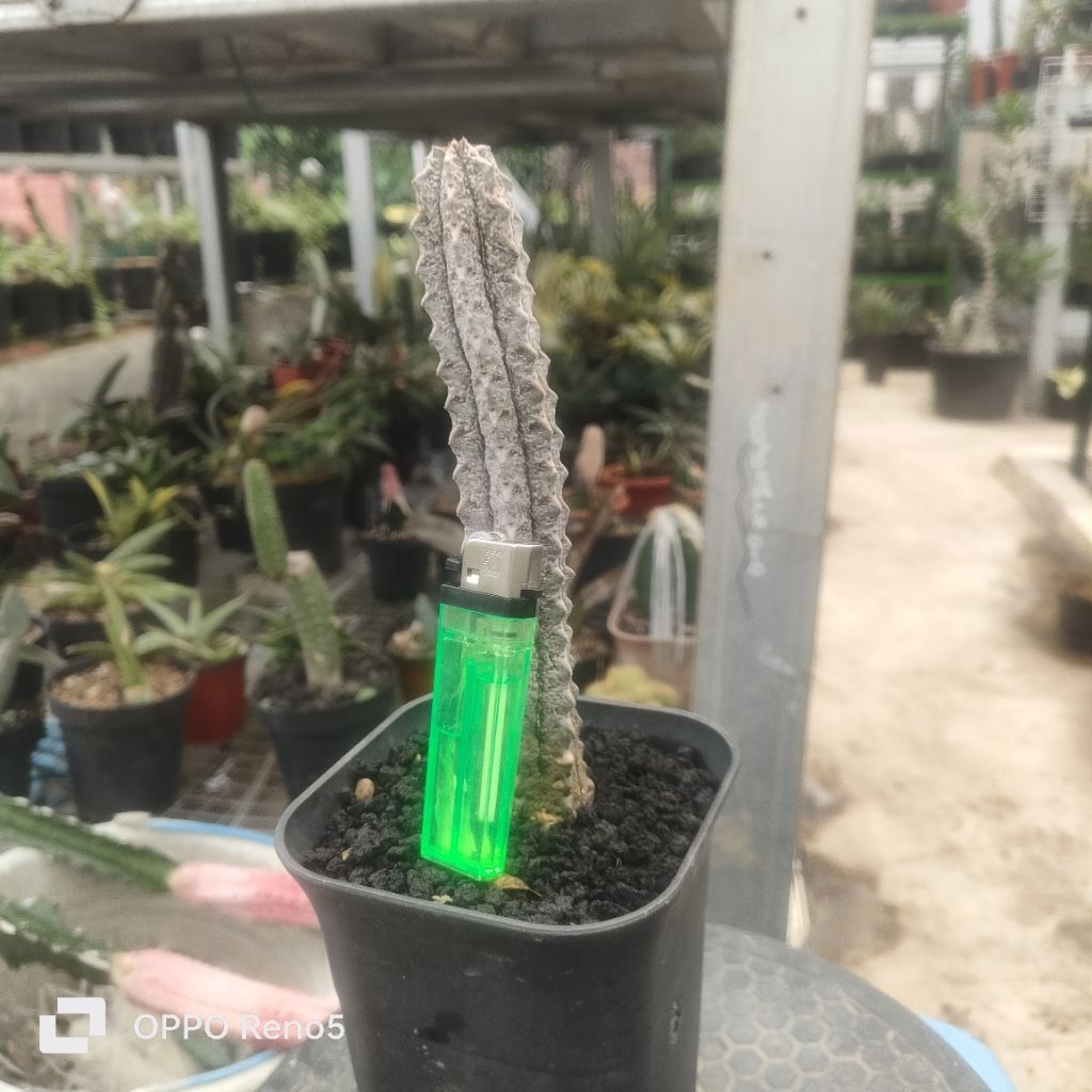 euphorbia abdelkur silver