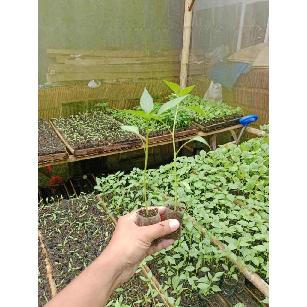 (10 POHON) BIBIT TANAMAN CABE MERAH BESAR SIAP TANAM - BIBIT CABE MERAH BESAR SIAP TANAM - BIBIT CAB