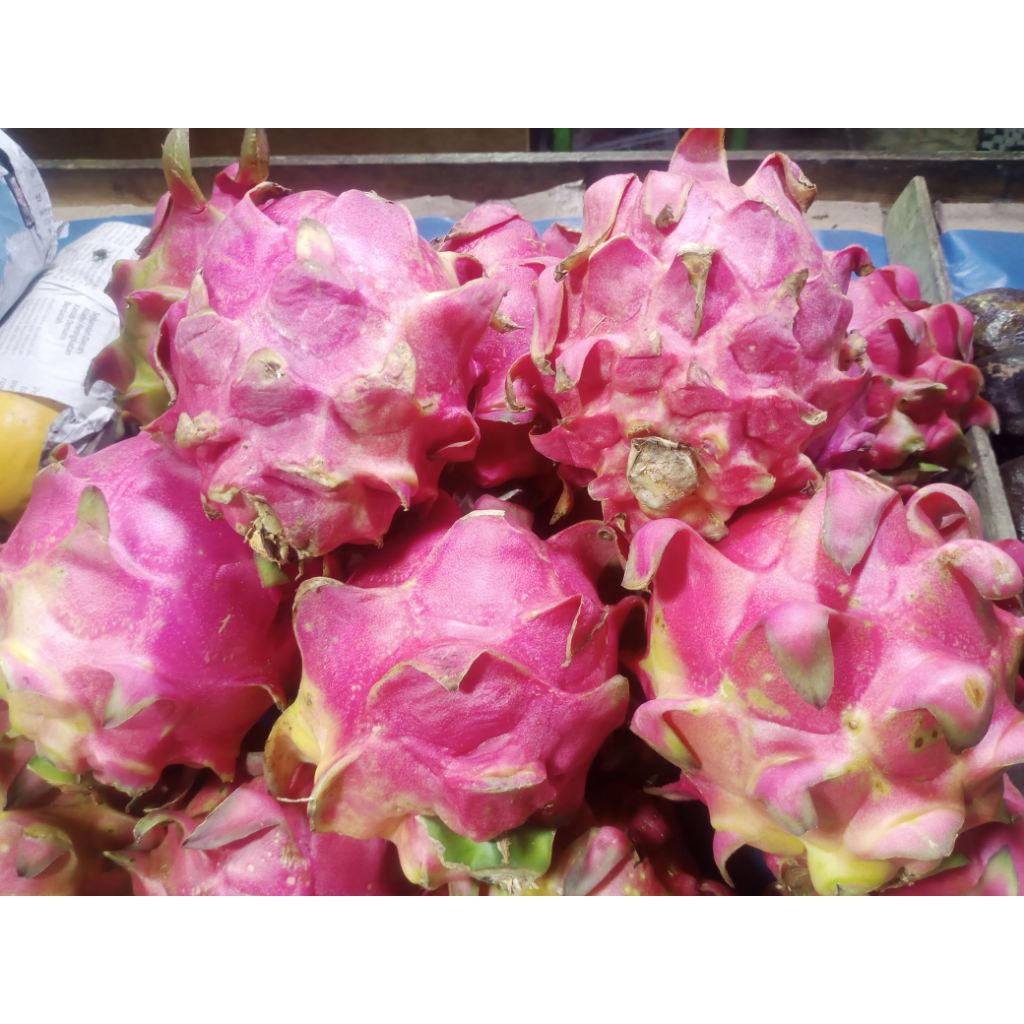 Buah Naga | Naga Bonar | Naga Merah 1kg