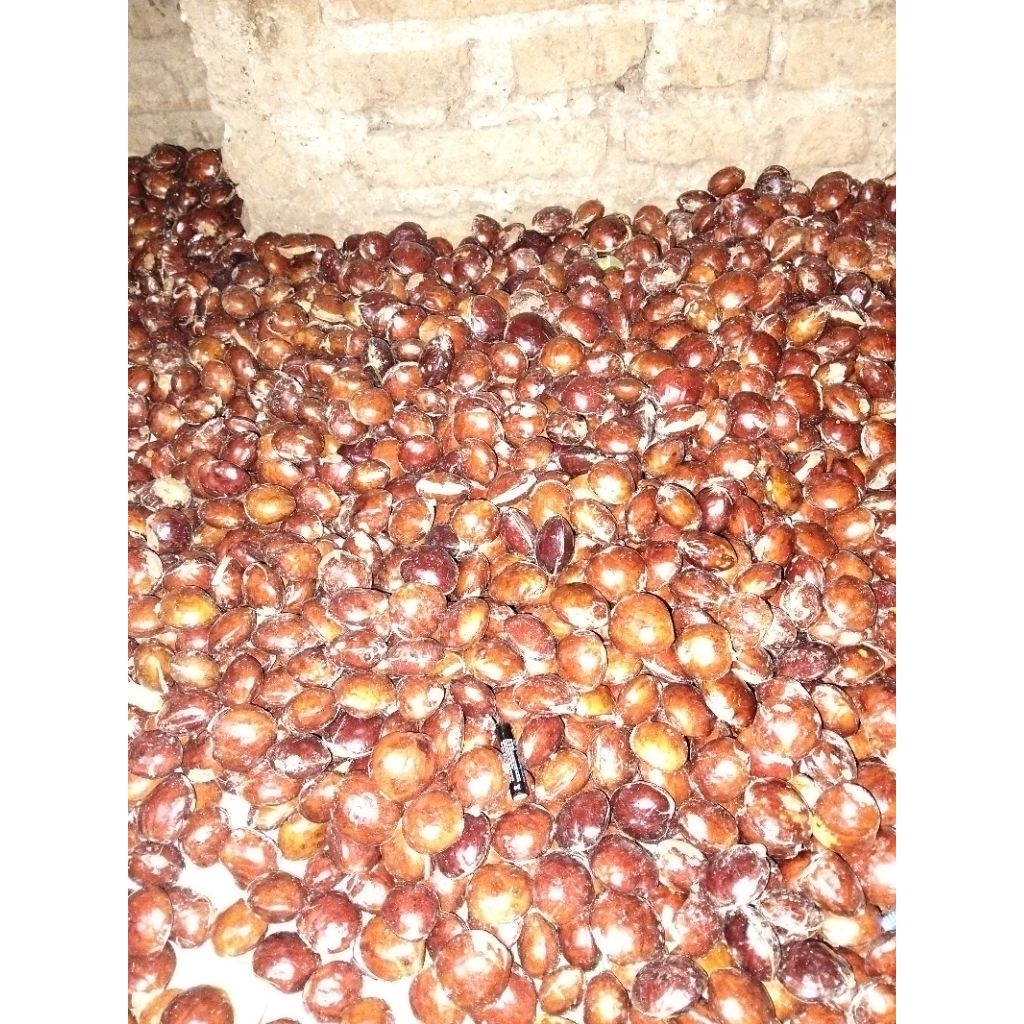 Jengkol Tua Mentah 1kg - Segar, Pulen, Langsung dari Pohon