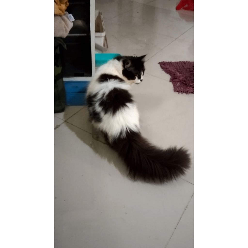 kucing British long hair
