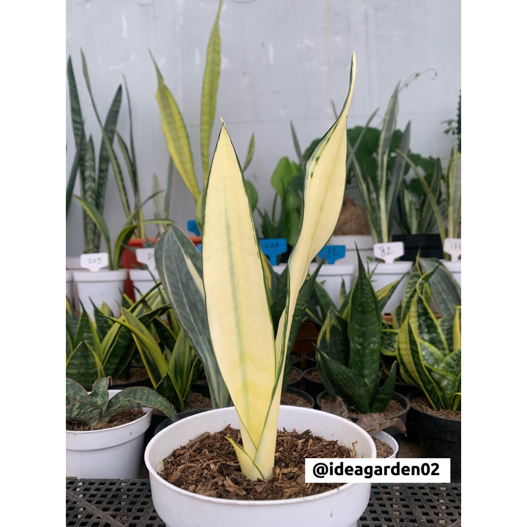 Sansevieria Craigii Mediopicta/Mutation Tinggi 29cm Ukuran Pot 12cm