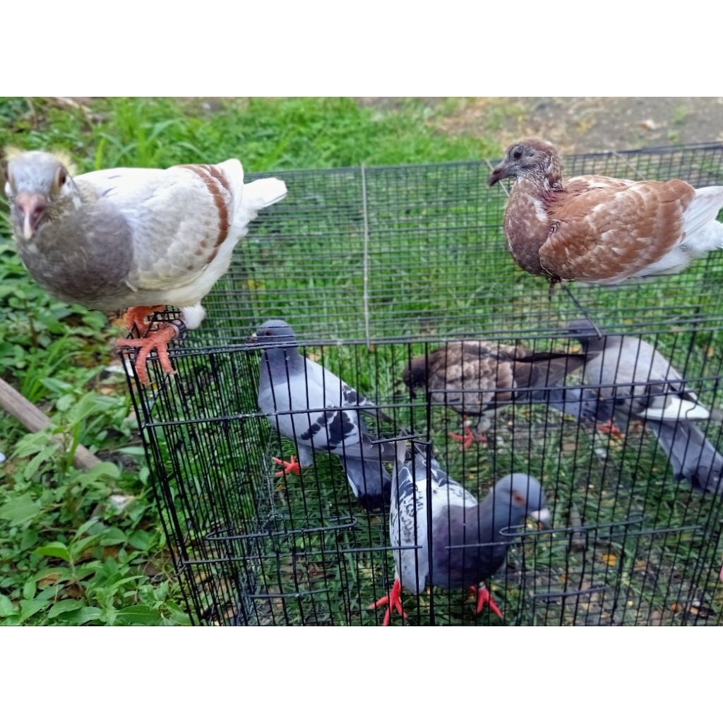 merpati pos
