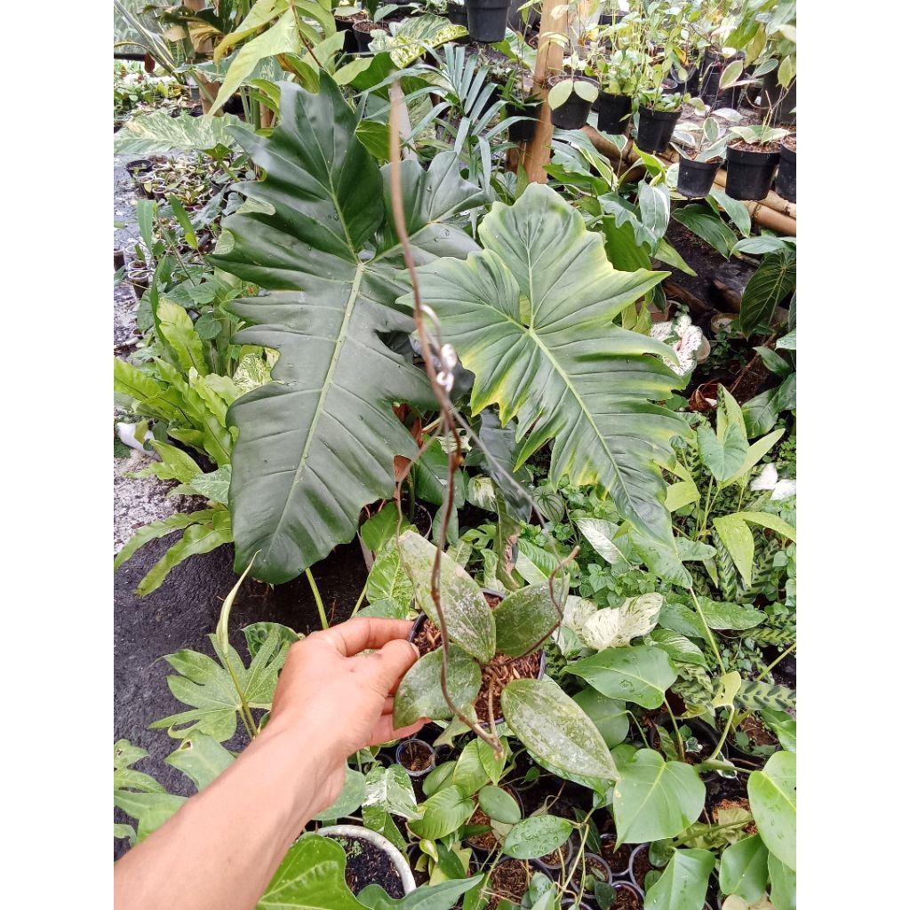 Tanaman Hias Hoya Wibergiae rimbun