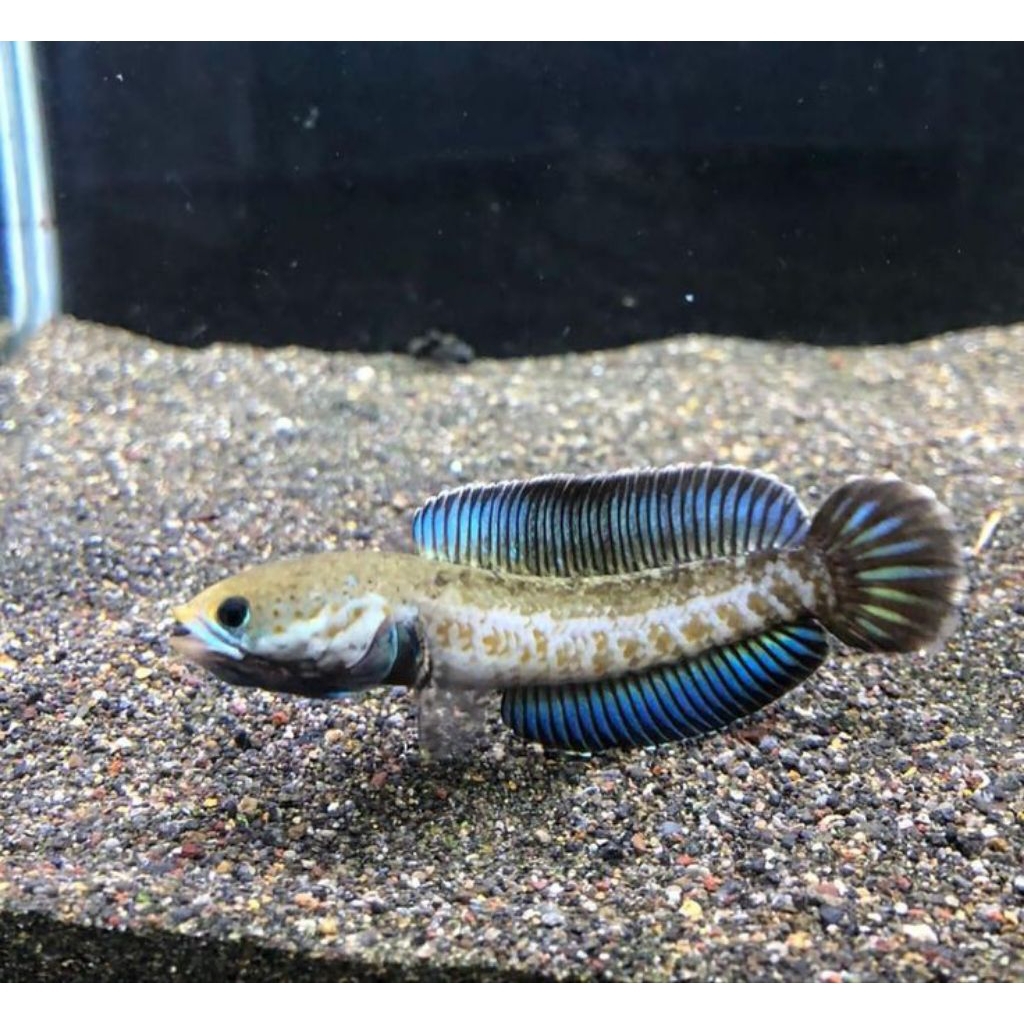 Baby Channa Andrao Uk 4-5 CM Bahan Jossjismu