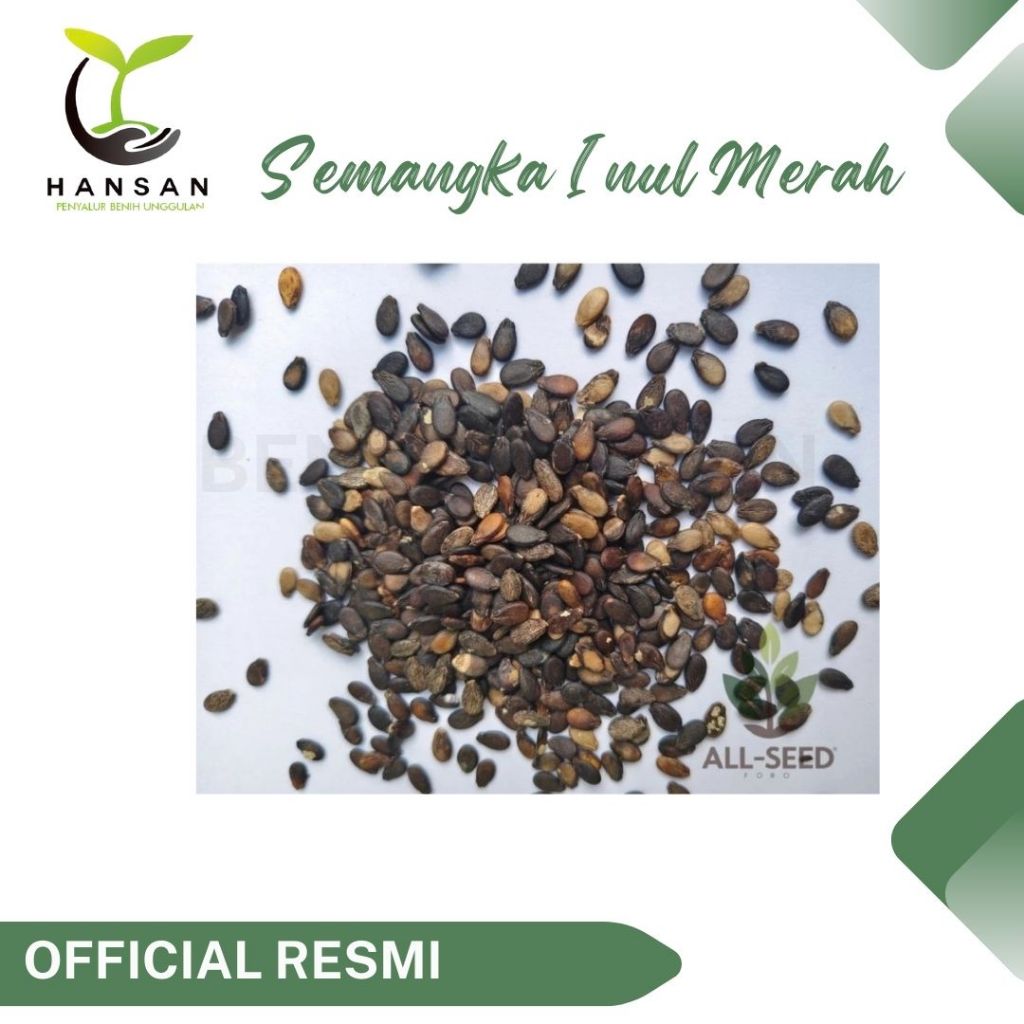 Benih Semangka Inul Merah Mardy F1 Bibit Buah Semangka Lonjong