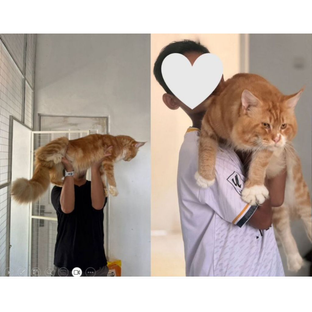 mainecoon ped jantan ganteng