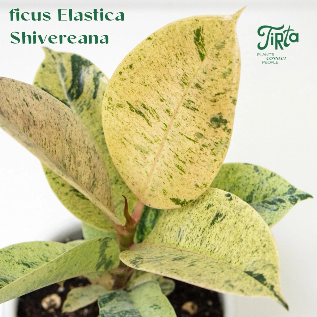 Ficus Elastica Shivereana - Tanaman Rawatan