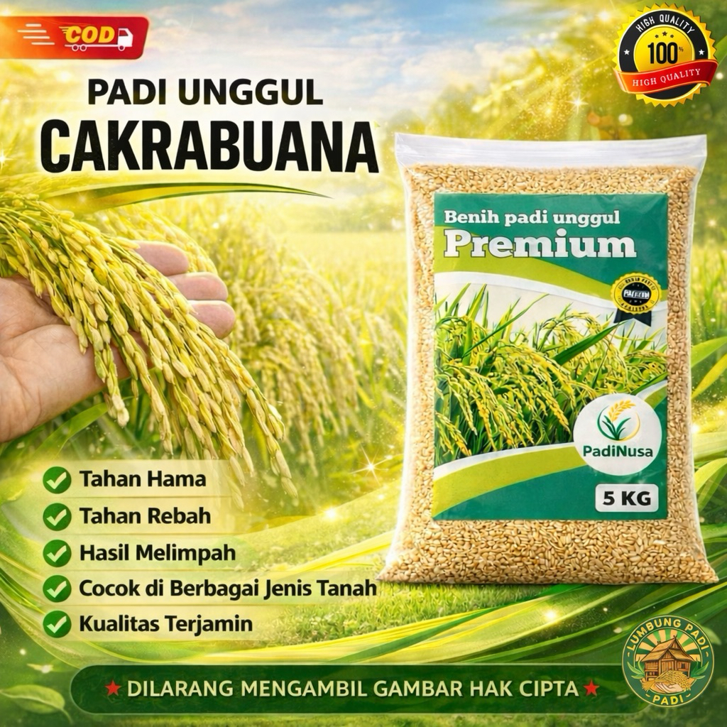 Benih padi CAKRABUANA bibit padi unggul 1-5 KG benih padi berkualitas premium