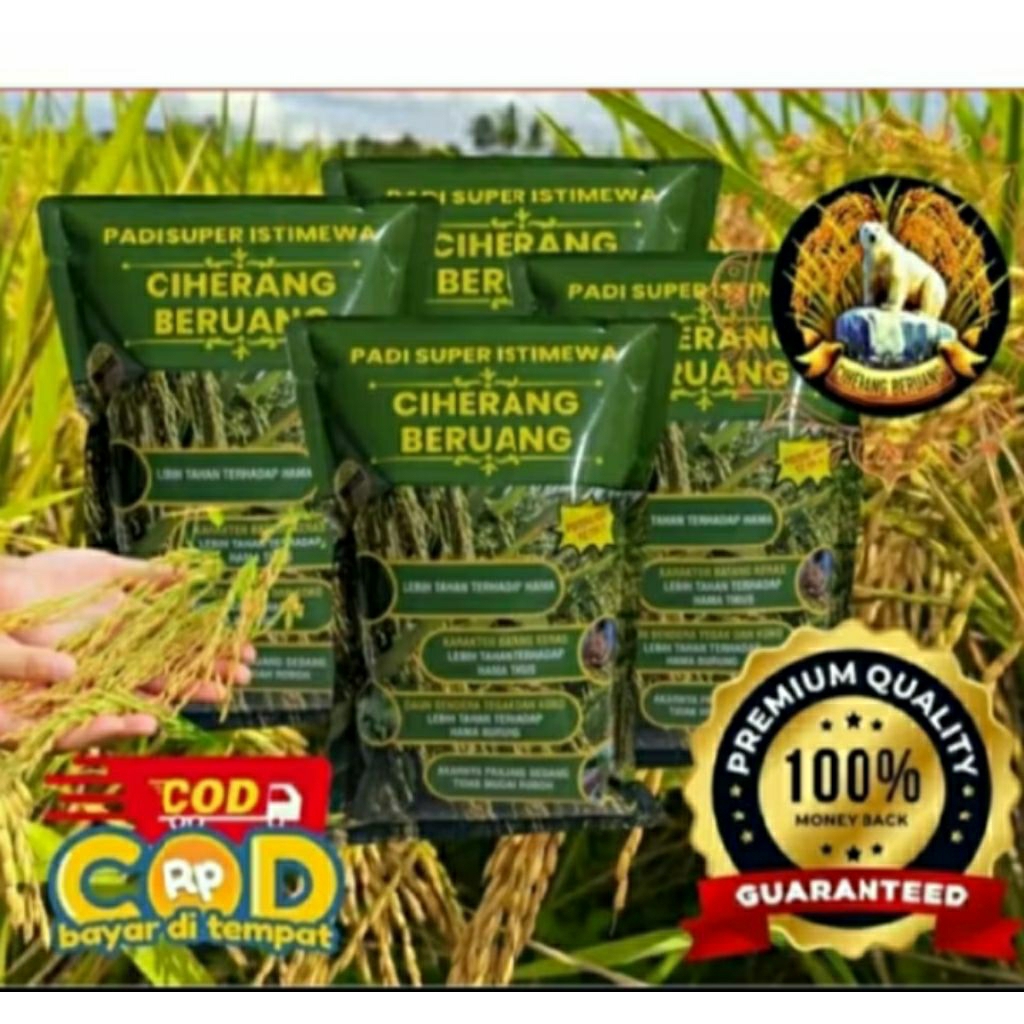 BENIH PADI CIHERANG BERUANG PREMIUM 6kg