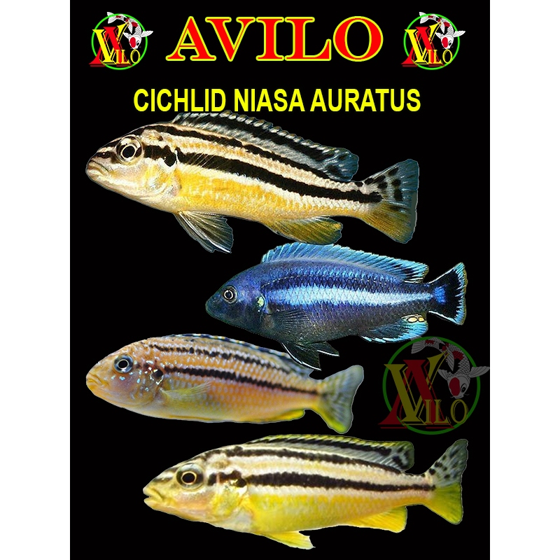ojek afrika siklid siklit NIASA auratus  size SEDANG 5 - 6 cm ikan aquascape yellow ciclid