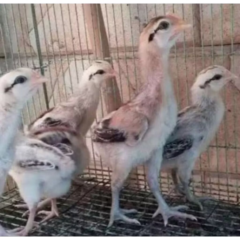 AYAM PELUNG ASLI cianjur anak 123 bulan