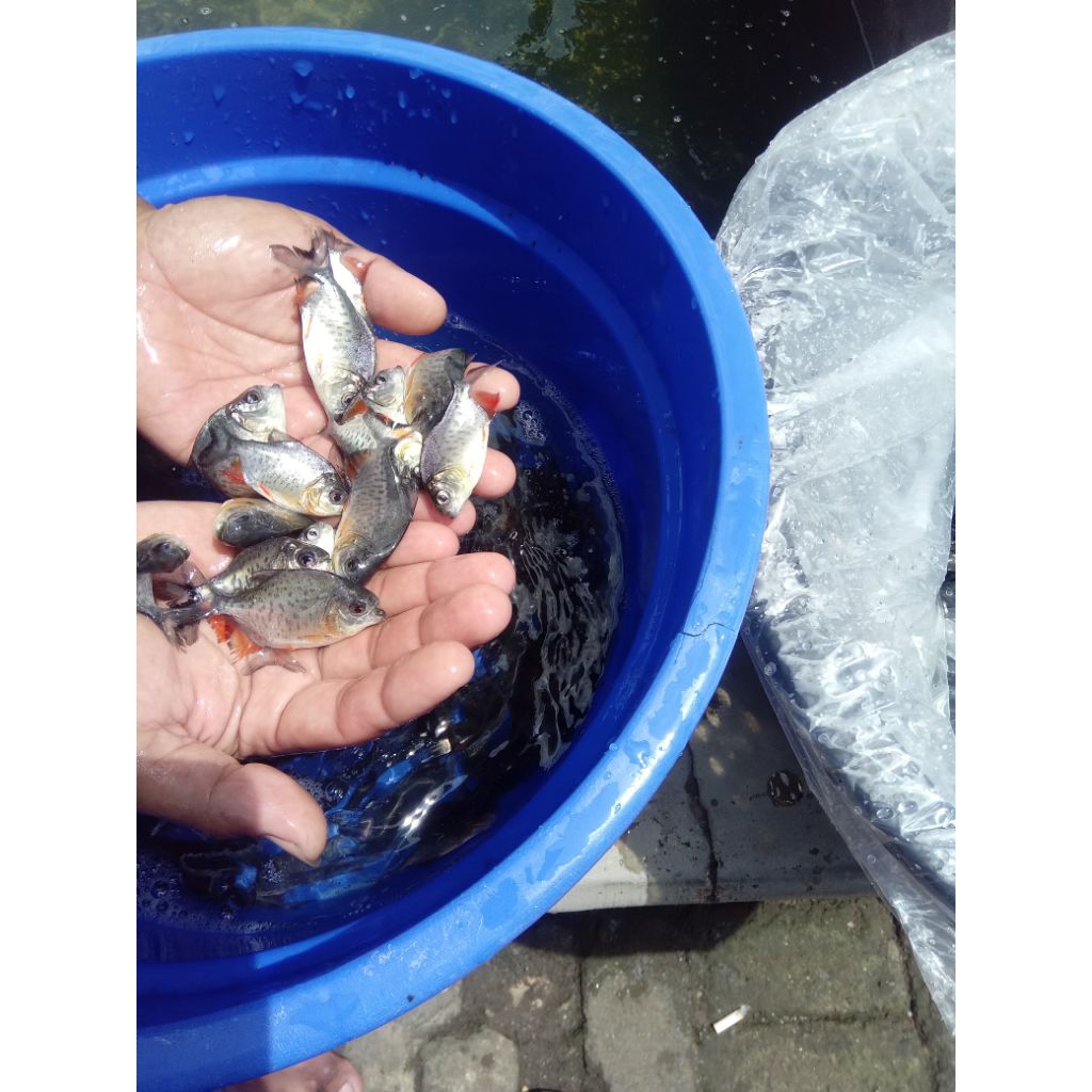 paket isi 30ekor benih ikan bawal