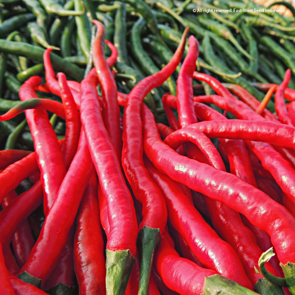 Cabe Keriting Merah 1kg