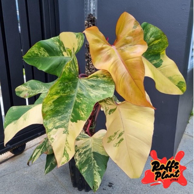 Tanaman hias philodendron strawberry shake varigata - tanaman philodendron strawberry shake varigata