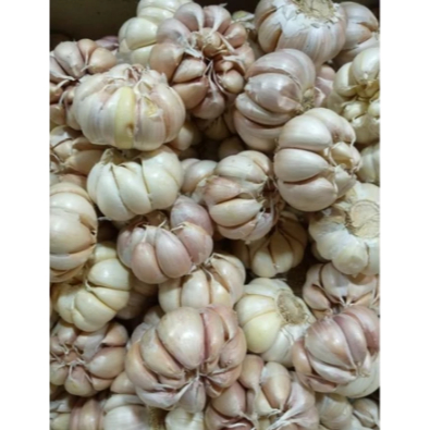 Bawang Putih Segar 1kg Fresh Dari Pasar Induk