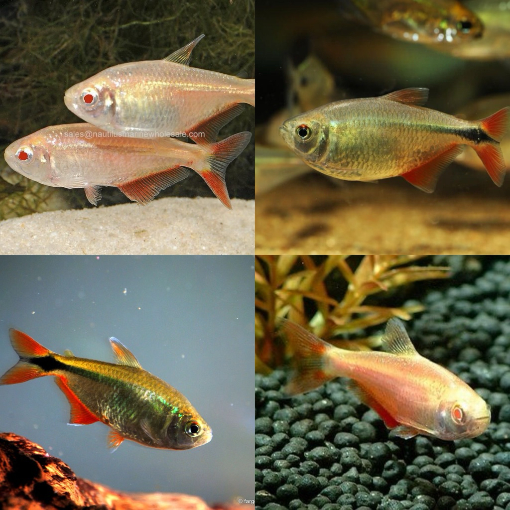 [Chan Aquatic] Ikan Hias Buenos Aires Tetra Black Buenos Aires Tetra Albino Boines Tetra Black Albin