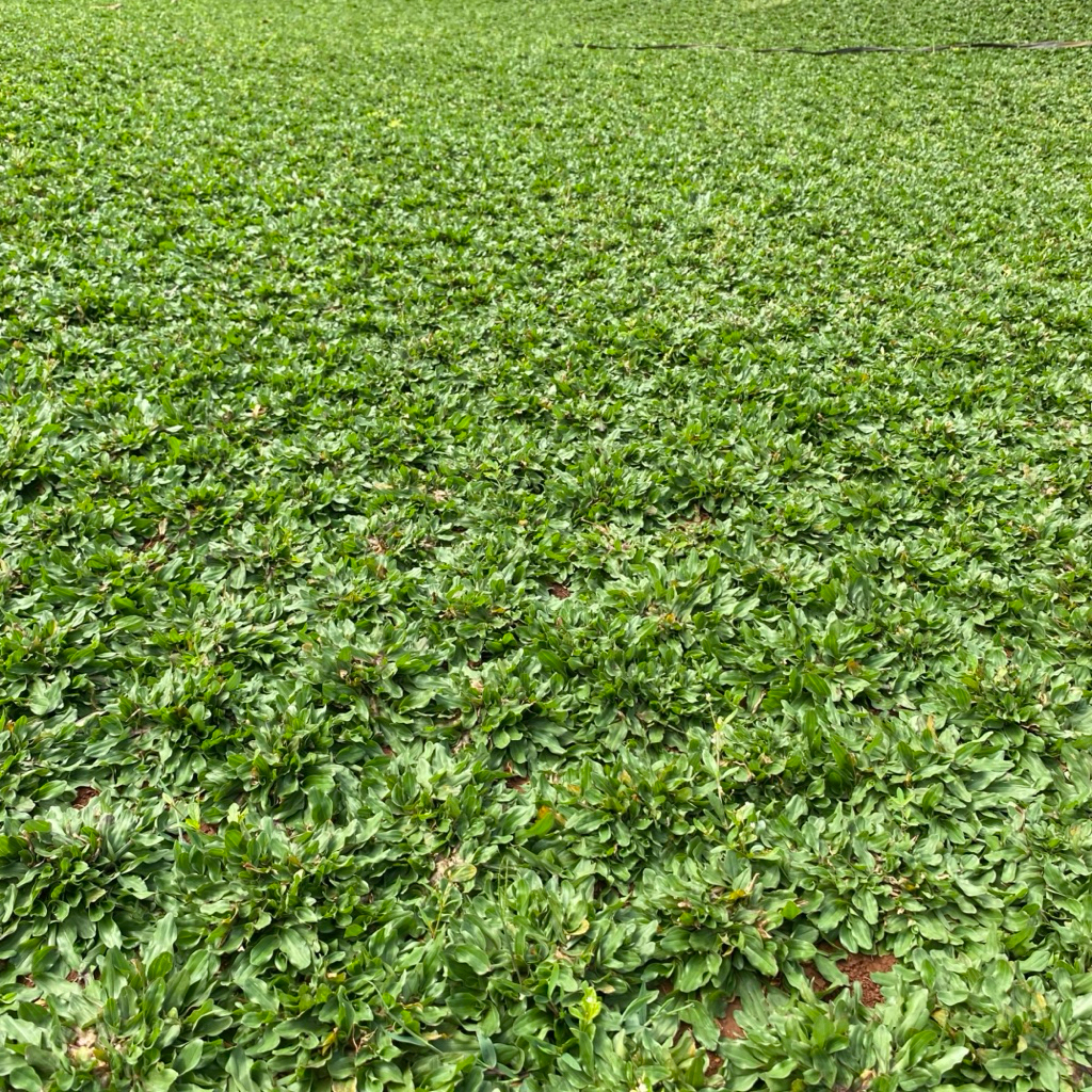 Rumput gajah mini hijau segar 200cm x 200cm persegi - rumput gajah mini untuk taman