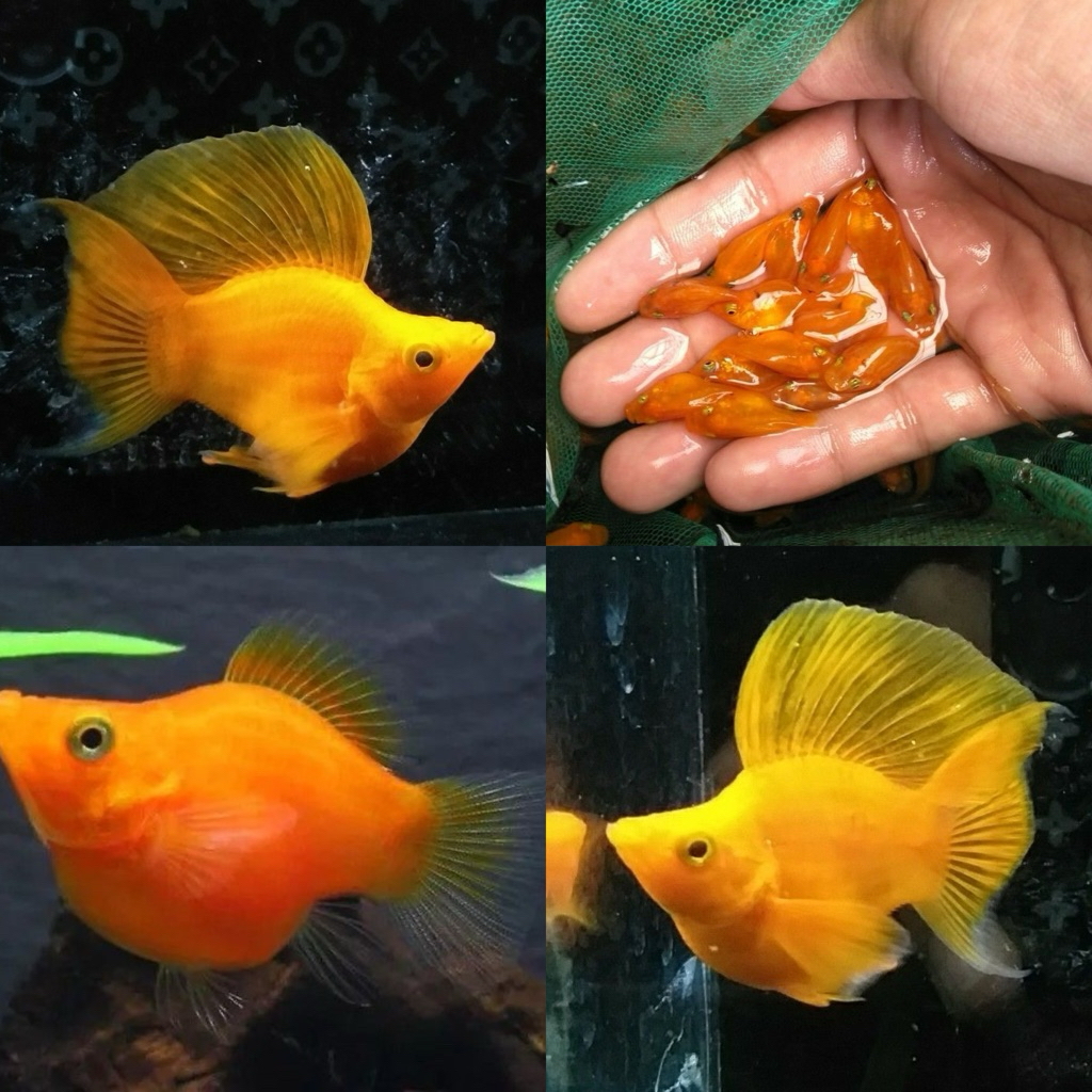 [Chan Aquatic] Ikan Hias Molly Sunkist Balon | Molly Oren Balon | Size L Siap Kawin