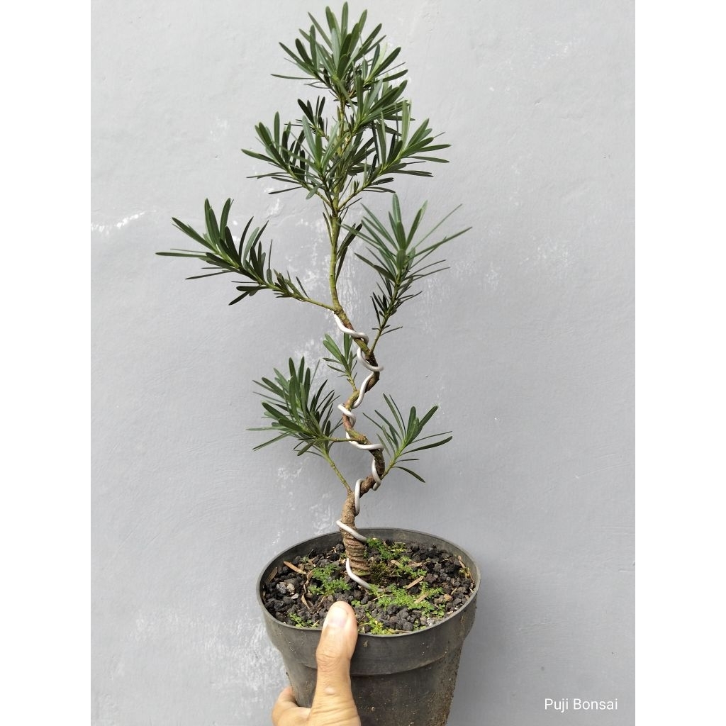 Bahan Bonsai Lohansung Blue Daun Micro Gerak Dasar