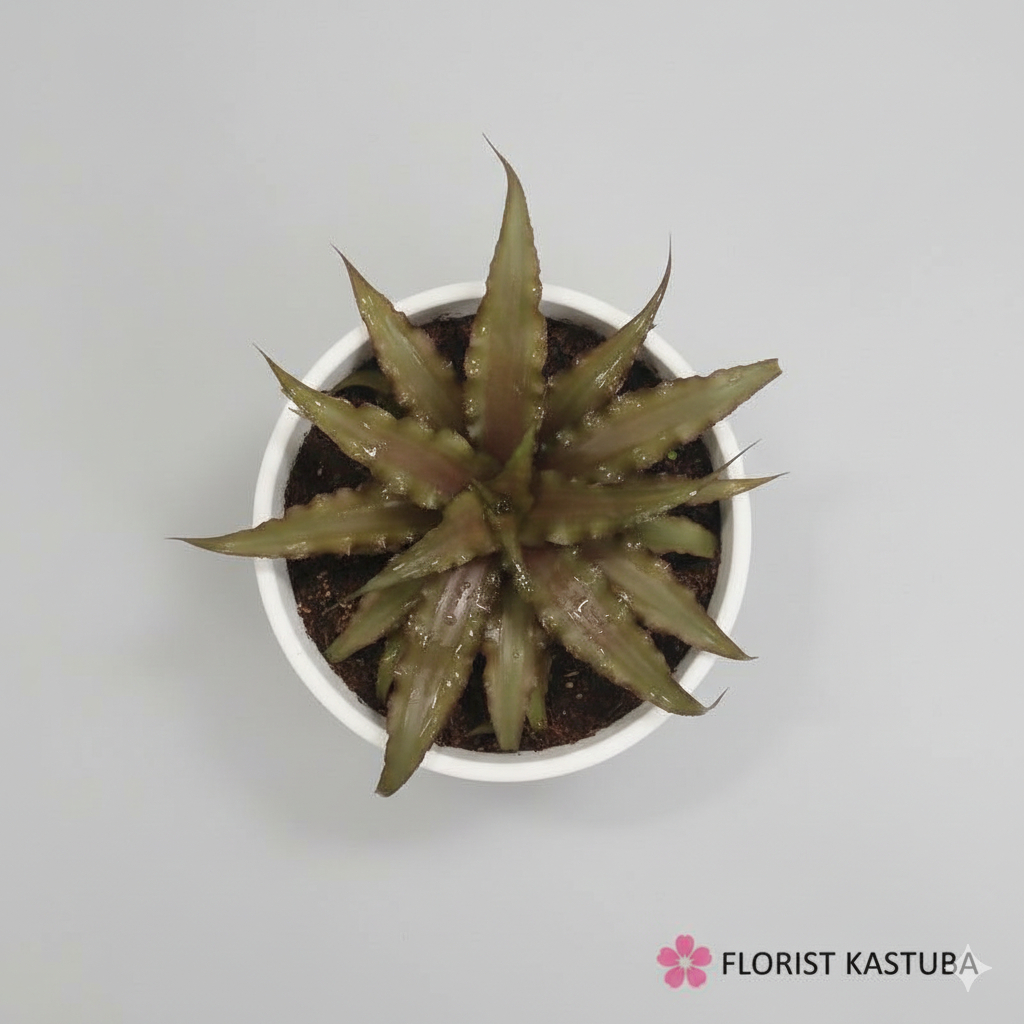 Tanaman Cryptanthus Acaulis Ruber Tanaman Hias Earth Star coklat