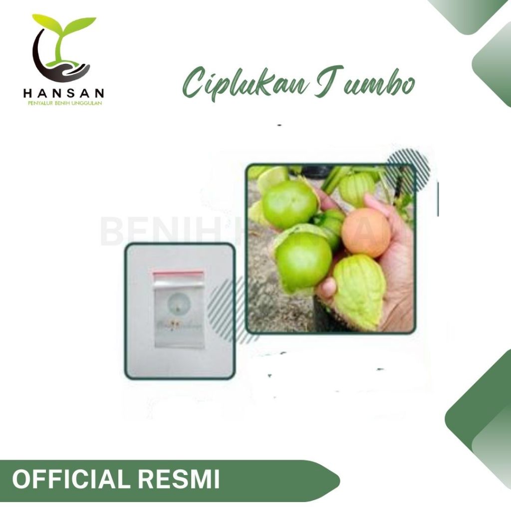 3 Benih Ciplukan Jumbo Morel Berry Hijau Bibit Tanaman Buah Buahan
