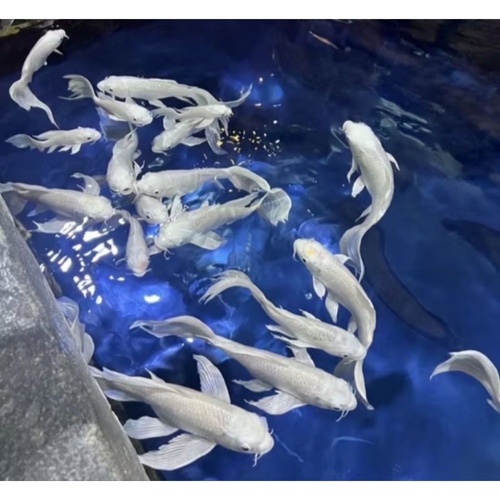 Hiasan Aquarium Koi Platinum Slayer Size 10 cm Hiasan Akuarium |Ikan Hias Bozz Louhan Pekanbaru|