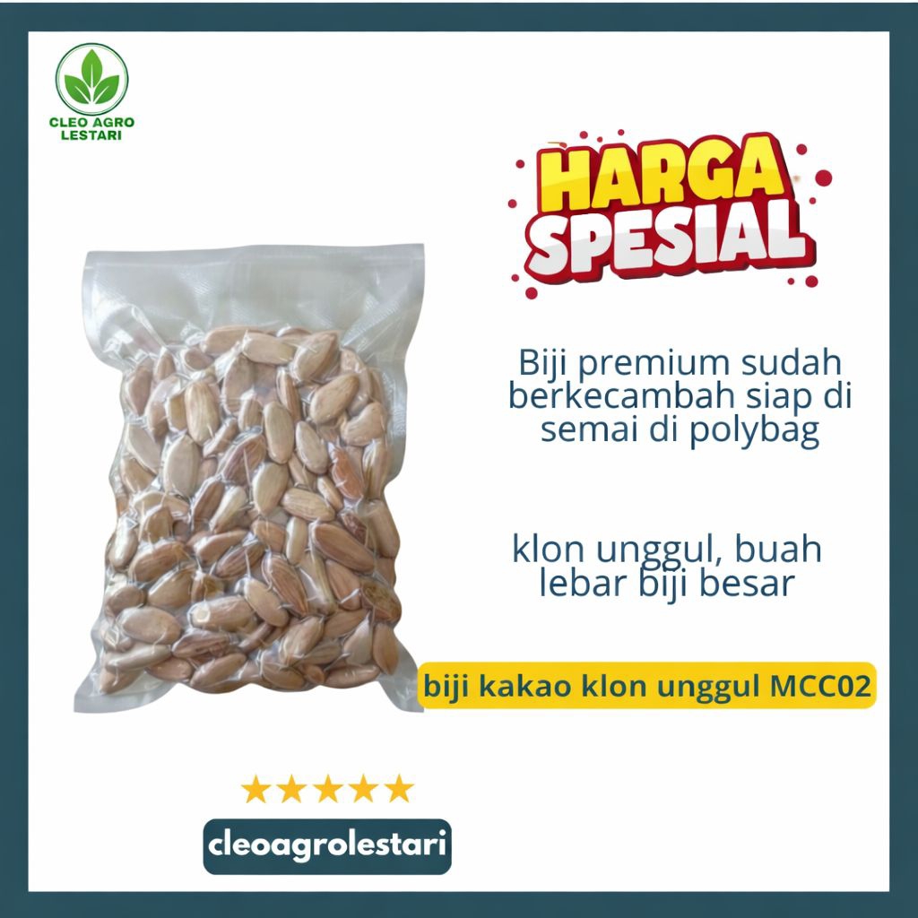 Biji Kakao Klon Unggul MCC02 | Harga Spesial | Biji Besar Lebar | Siap Semai Polybag