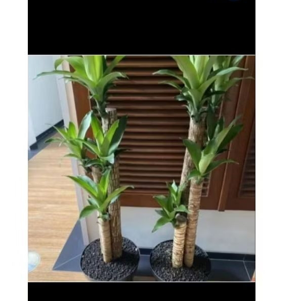 Brazilian wood tanaman hias hanjuang brazilian wood