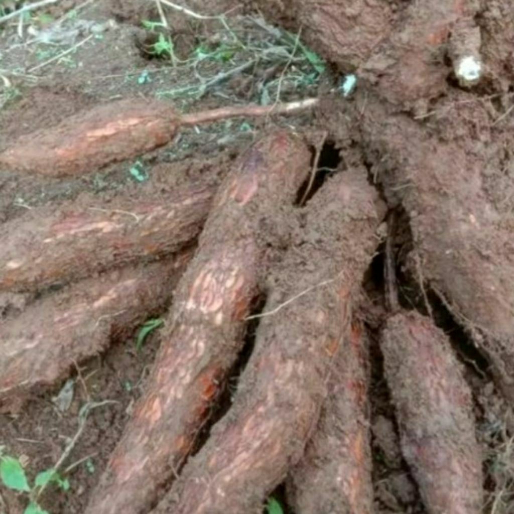 Bibit Singkong Manggu gejah super verietas unggul