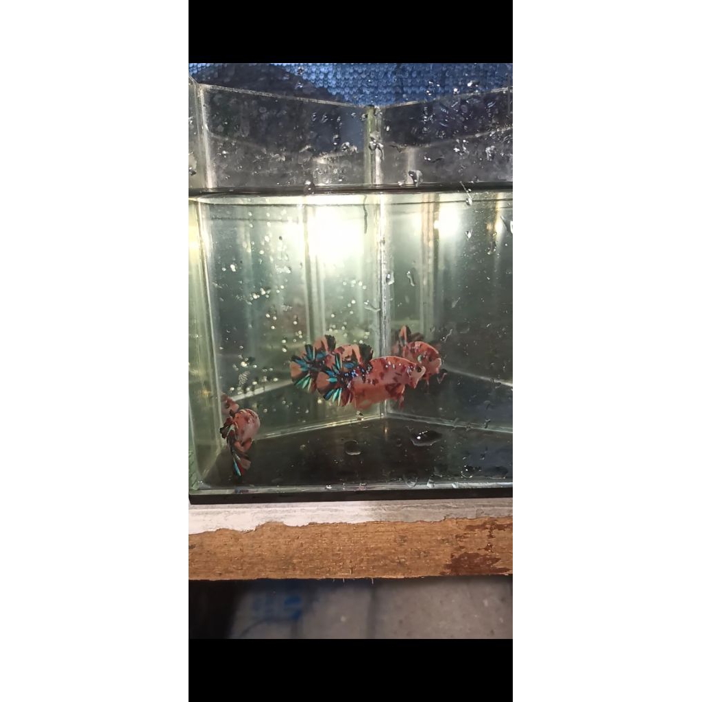 Cupang Giant Multicolour (Bebas Pilih)