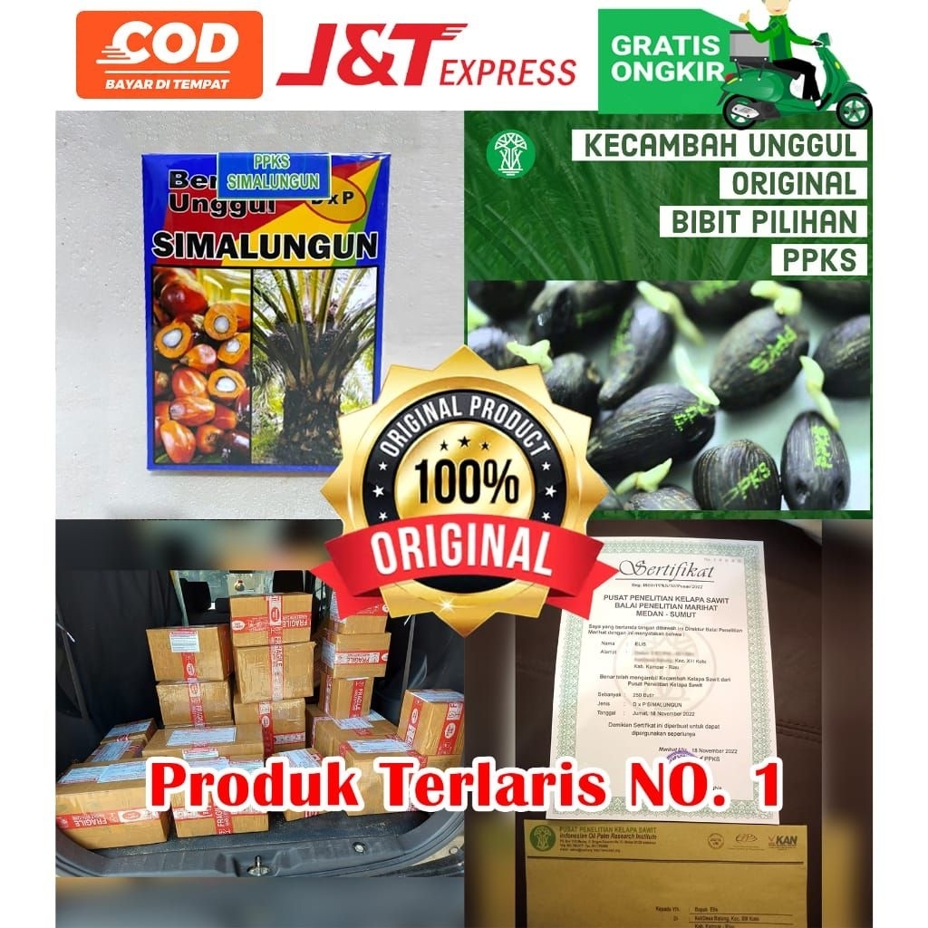 KECAMBAH SAWIT PPKS MEDAN UNGGUL