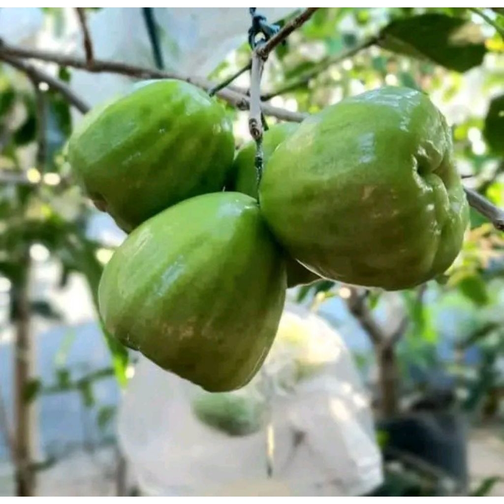 bibit jambu air cincalo tebu