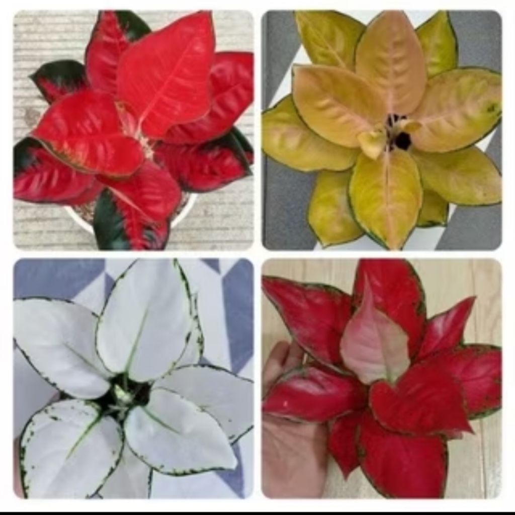 MURAH MERIAH paket Asli 4 aglonema BERAKAR bonus 1 pcs / paket 4 bonggol bertunas aglonema