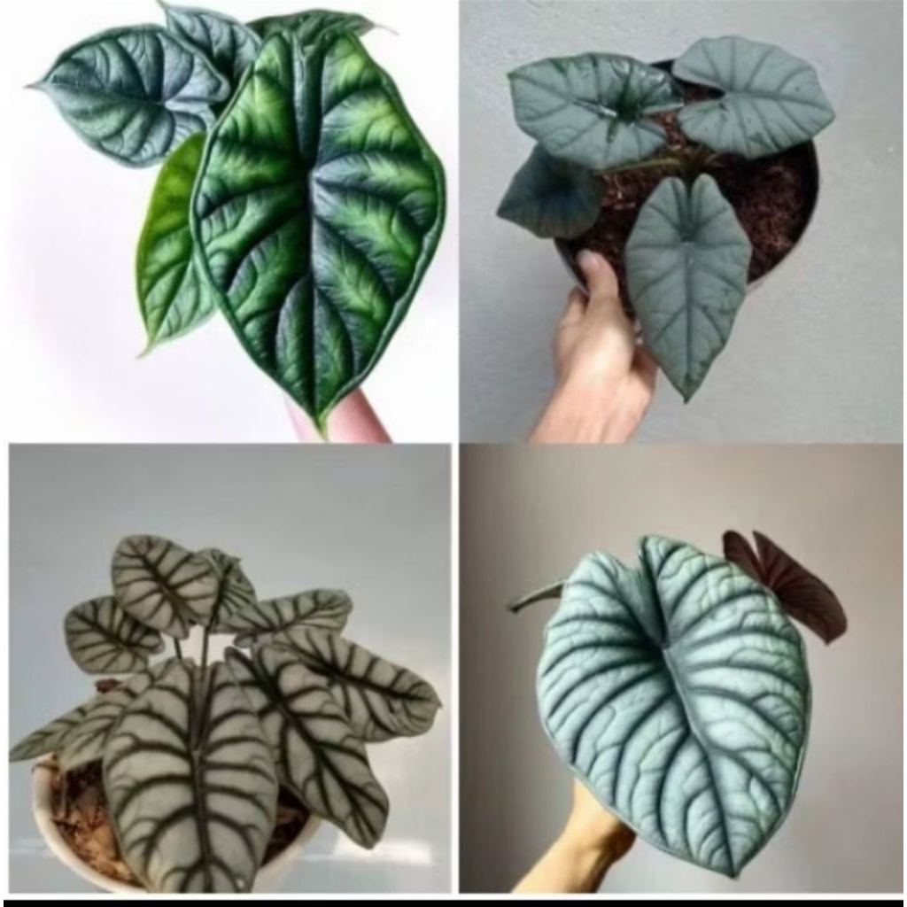 PromoPaket 4 Bibit Tanaman hias Bonggol Alocasia 4 jenis Bibit Alocasia